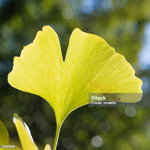 Autunno Foglie Di Ginkgo - Fotografie stock e altre immagini di Ambientazione esterna - Ambientazione esterna, Ambiente, Autunno