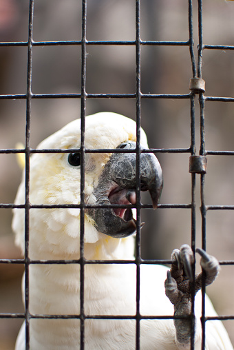 Parrot behind a cage.