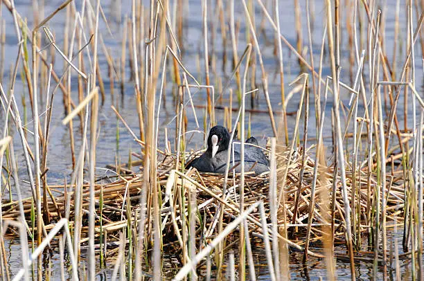 Coot incubating on the nest (Germany).See also my other images