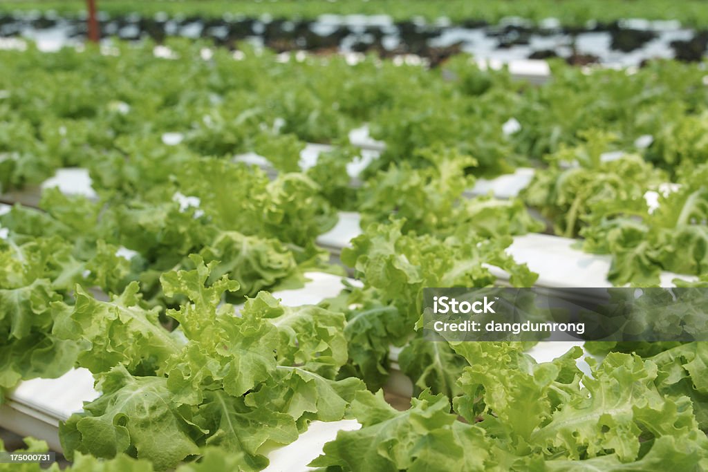 Vert ferme de légumes Salade de laitue Culture hydroponique - Photo de Agriculture libre de droits