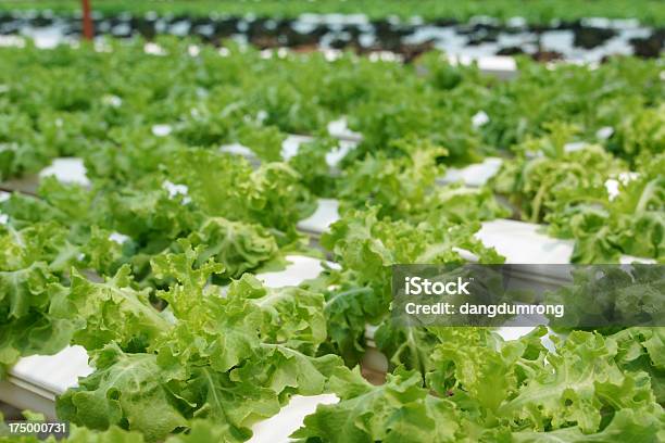 Hidropónica Legumes Salada De Alface Exploração - Fotografias de stock e mais imagens de Agricultura - Agricultura, Alface, Alimentação Saudável