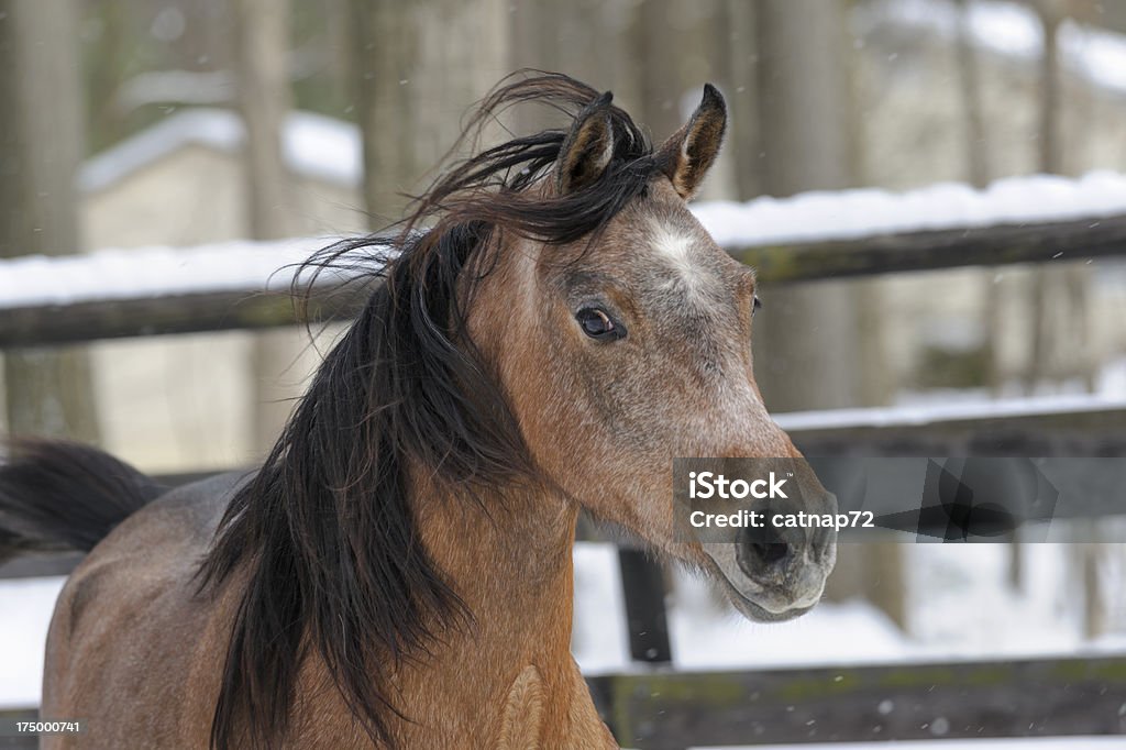 Cheval de ralenti chute de neige en hiver et bois, gros plan - Photo de Arabie libre de droits