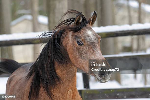 Photo libre de droit de Cheval De Ralenti Chute De Neige En Hiver Et Bois Gros Plan banque d'images et plus d'images libres de droit de Arabie