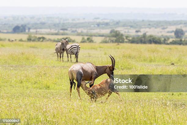 Mutter Und Baby Leierantilope Antelope Saugen Stockfoto und mehr Bilder von Afrika - Afrika, Antilope, Braun