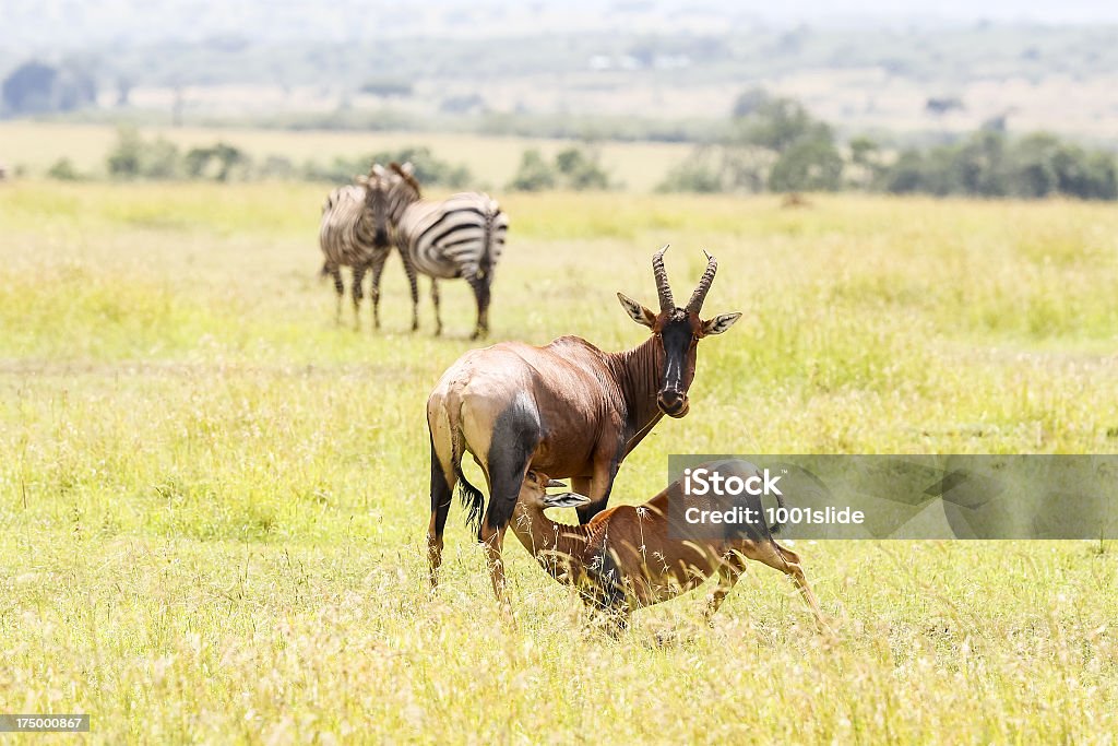 Mutter und Baby Leierantilope Antelope – Saugen - Lizenzfrei Afrika Stock-Foto