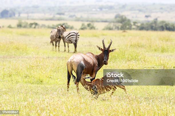 Mutter Und Baby Leierantilope Antelope Saugen Stockfoto und mehr Bilder von Afrika - Afrika, Antilope, Braun