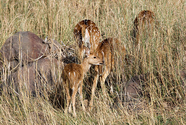 istock Chital in Ranthambhore NP, India 175000929