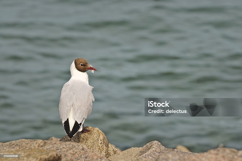 Lachmöwe auf das Meer - Lizenzfrei Blick in die Kamera Stock-Foto