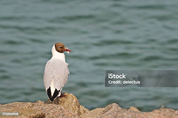 Lachmöwe Auf Das Meer Stockfoto und mehr Bilder von Blick in die Kamera - Blick in die Kamera, Bucht, Fels