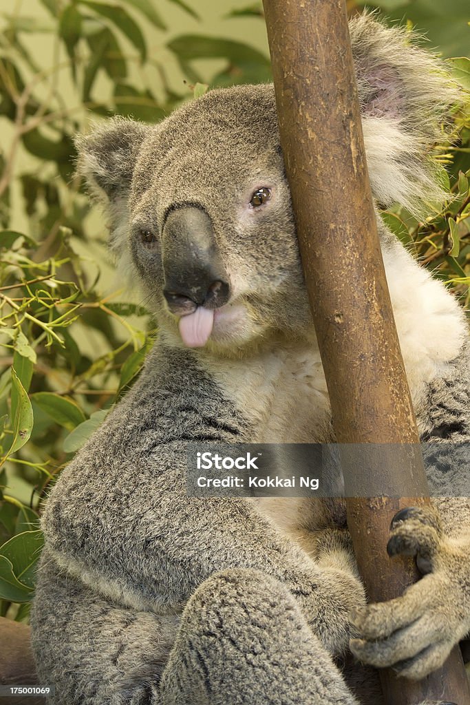 Koala mettere la lingua fuori - Foto stock royalty-free di Koala