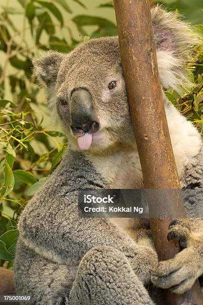 Koala Mettere La Lingua Fuori - Fotografie stock e altre immagini di Koala - Koala, Mettere fuori la lingua, Albero