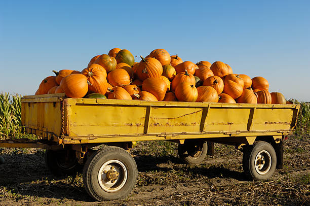 istock Harvested Pumpkins Piled in Trailer 175001074