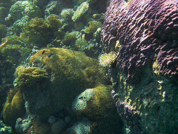 コーラルリーフ - red sea taba sand reef ストックフォトと画像