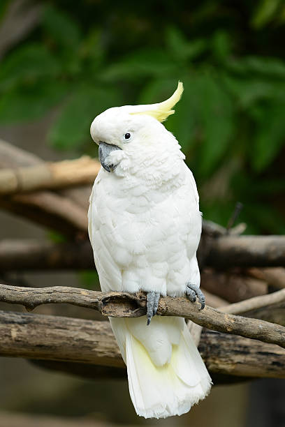 istock White Cockatoo Parrot bird on wood 175001162