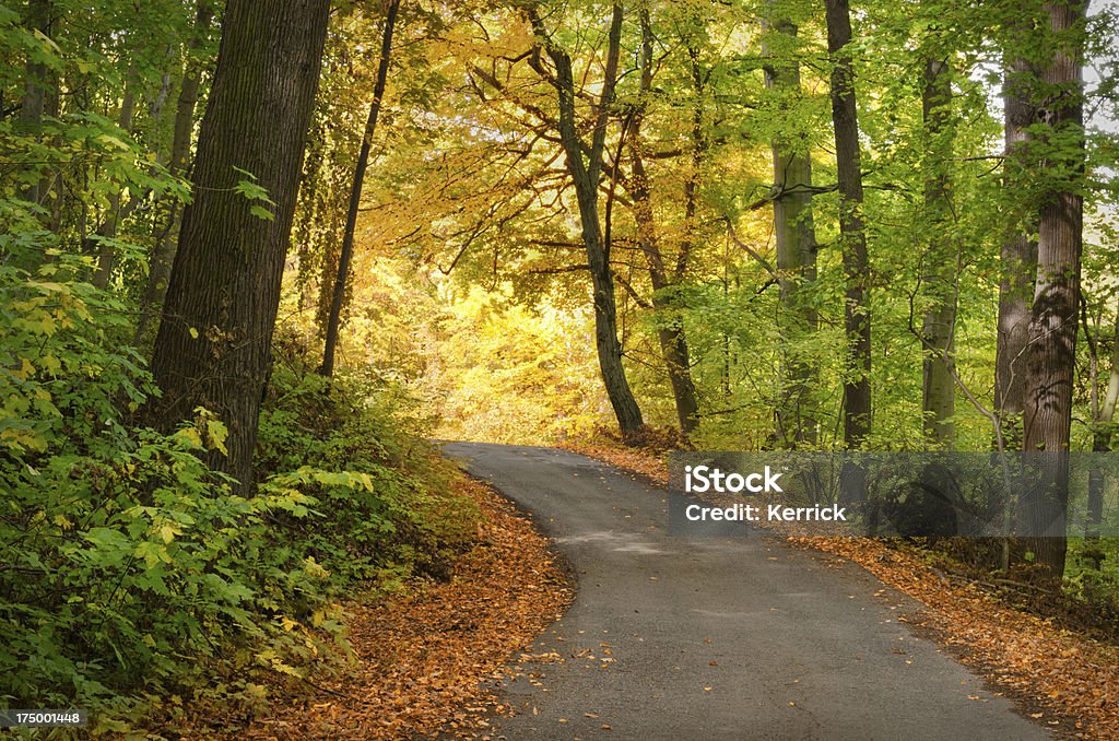 Laubwaldes im Herbst - Lizenzfrei Ast - Pflanzenbestandteil Stock-Foto