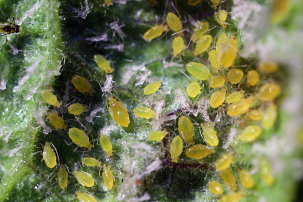 istock Currant leaves inhabited by Red currant blister aphid (latin name is Cryptomyzus ribis). 1750023247