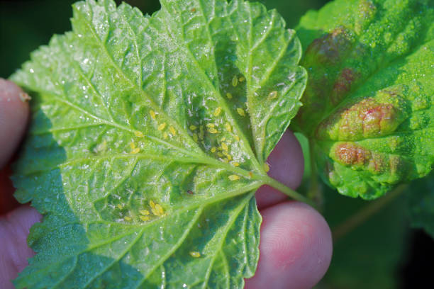 istock Currant leaves inhabited by Red currant blister aphid (latin name is Cryptomyzus ribis). 1750023822