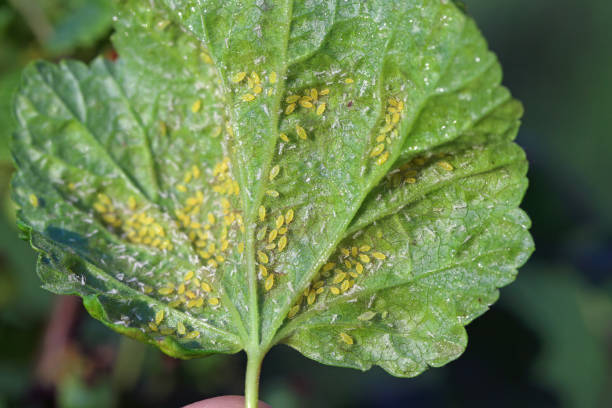 istock Currant leaves inhabited by Red currant blister aphid (latin name is Cryptomyzus ribis). 1750023823