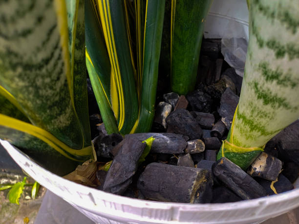 istock Wood charcoal in potted house plants 1750026112
