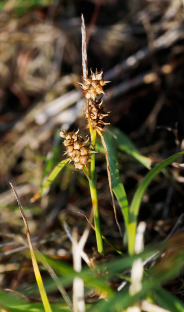 turzyca karłowata (carex oederi) - carex zdjęcia i obrazy z banku zdjęć