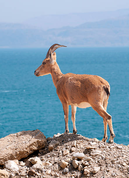 istock Nubian ibex, Capra nubiana 175003699