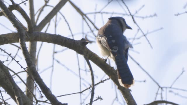 Blue Jay perched on a branch looking around