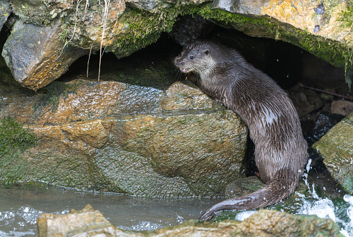 An otter on the Isle of Mull, on Scotland's west coast, brings in a wrasse for lunch.