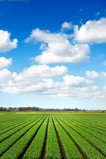 plantes poussent sur des terres agricoles fertiles champ - celery nutrient vegetable plant photos et images de collection