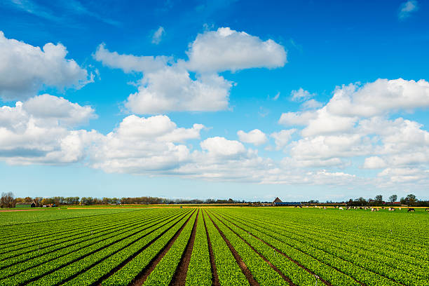 plantes poussent sur champ de ferme avec vaches fertile - celery nutrient vegetable plant photos et images de collection