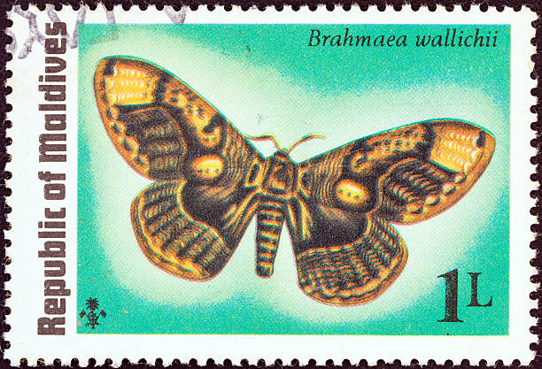 This images was rejected before for containing the American Red Cross logo, the name and logo have been removed from this image.  Old, cancelled stamps shown with Magnifying Glass & Tweezers used for the hobby of stamp collecting - a lot of great color and detail. The slight distortion on the edges of the stamp is from the distortion of the magnifying glass, the center of the Stamp is sharp.     http://i658.photobucket.com/albums/uu308/davidjames08/PostCards_Stamps-GreenTop.jpg