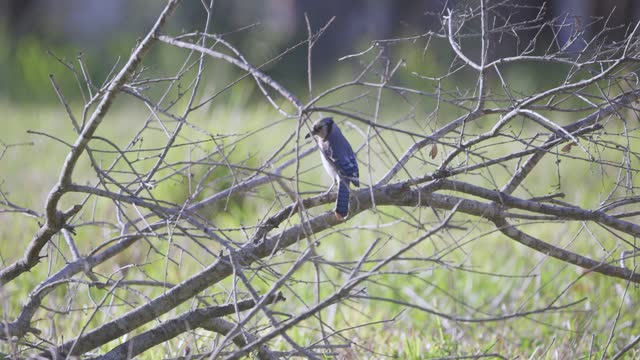 Blue Jay perched on a branch looking around 2