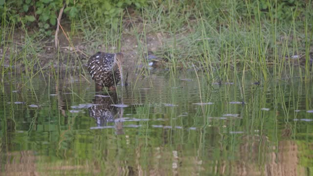 Limpkin water bird wading through a pond at sunset with nice reflection