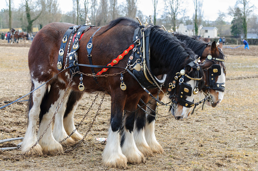 Two decorated Clydesdale horses waiting to pull a horse-drawn plough
