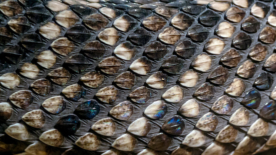 Closeup background texture of western diamond back rattle snake scales