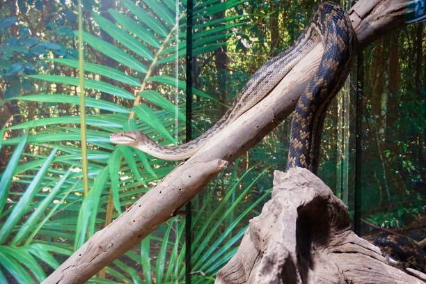 Python Green Subi 30개 이상의 Scrub Python 스톡 사진, 그림 및 Royalty-Free 이미지 - iStock
