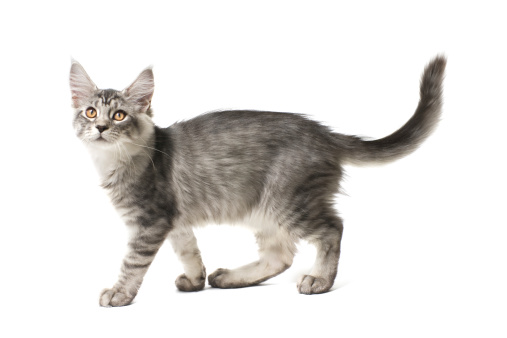 gray kitten walks against white background