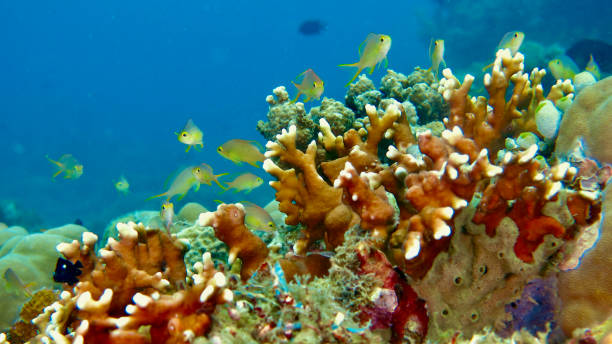istock Small tropical fish on a coral reef. 1750092442