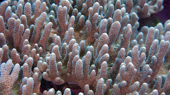 A macro image of a Pink Birdsnest coral (Seriatopora).