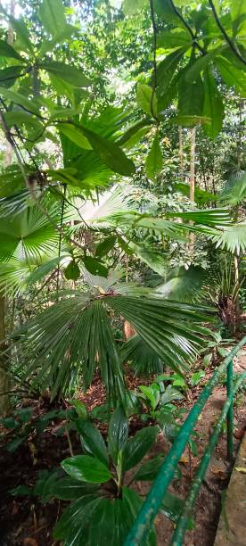 istock Kepong Forest Skywalk FRIM 1750093486