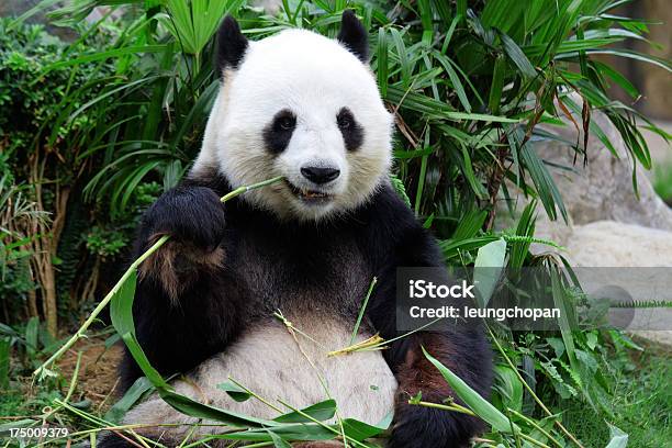 Riesenpandabär Essen Bambus Stockfoto und mehr Bilder von Panda - Panda, Zoo, Bambus - Graspflanze