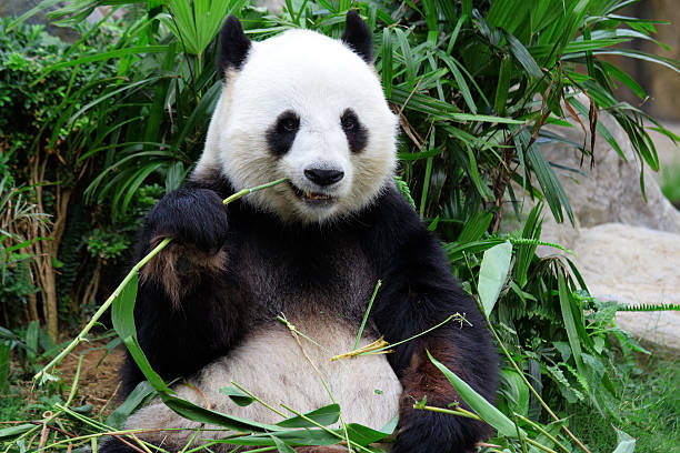 orso panda gigante mangia bambù - panda mammifero con zampe foto e immagini stock