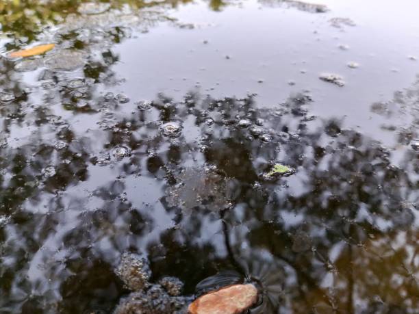 istock The pond is foamy and shaded by trees. 1750094027