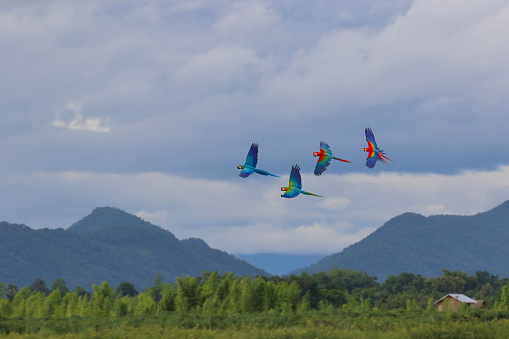 Beautiful of Macaw parrots flying on the mountain. Free flying bird