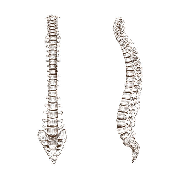 Spine isolated on a white backgrounds Hand drawn spine isolated on a white backgrounds spine stock illustrations
