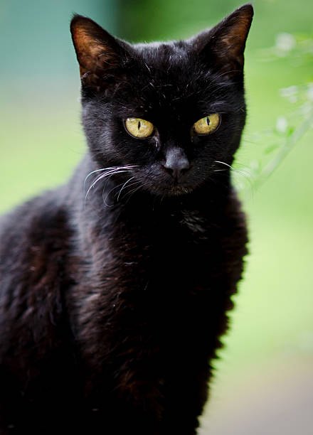 istock Black Cat Sitting Upright, Head Tilted Downwards - Outdoor Portrait 175011065