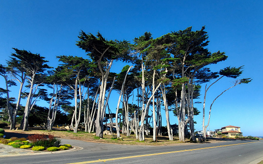 Tall cypress grove along a California city street.
