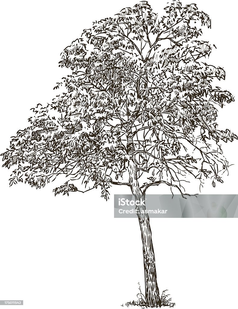 Arbre à feuilles caduques - clipart vectoriel de Arbre libre de droits