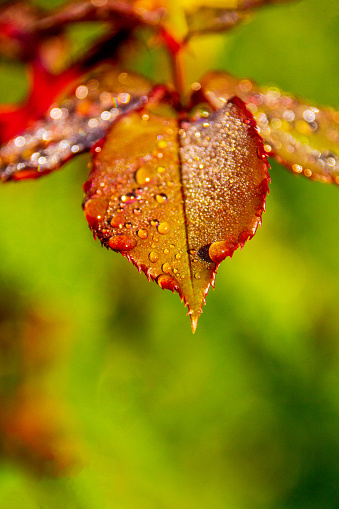 A sunny day after autumn rain reveals a wonderous world of water drops and colour on the leaves of a rose bush.