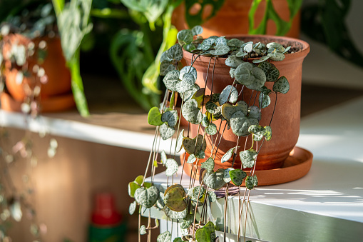 Ceropegia woodii houseplant with long heart shaped leaves in terracotta pot at sunlight closeup. String of hearts succulent plant in flowerpot. Indoor gardening, hobbies concept.