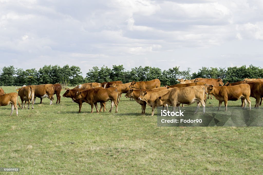 vacche - Foto stock royalty-free di Agricoltura